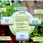 Aquaponics - Teslas For Sustainable Society with regard to Aquaponics Business Plan Templates