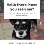 Free, Printable, Customizable Lost Dog Flyer Templates | Canva Within Lost Dog Flyer Template