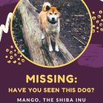 Free Printable, Customizable Lost Dog Poster Templates | Canva Pertaining To Lost Dog Flyer Template