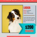 Full Editable Missing Dog Flyer And Poster Template Printable | Etsy Regarding Lost Dog Flyer Template