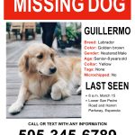 Missing Pets – Española Humane In Lost Dog Flyer Template