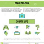 Organ Donation Template Stock Vector. Illustration Of Cornea – 84636265 In Organ Donor Card Template